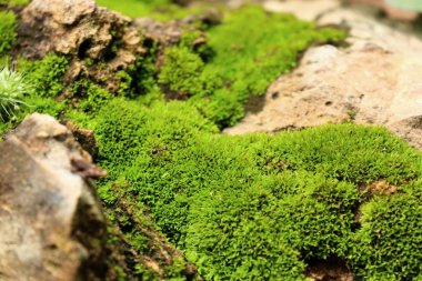doğada yeşil yosun