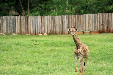 Hayvanat bahçesindeki zürafa