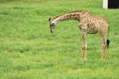 Hayvanat bahçesindeki zürafa