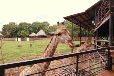 Hayvanat bahçesindeki zürafa