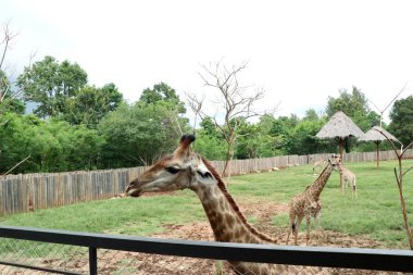 Hayvanat bahçesindeki zürafa