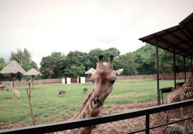 Hayvanat bahçesindeki zürafa