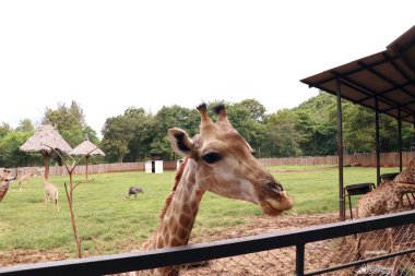 Hayvanat bahçesindeki zürafa