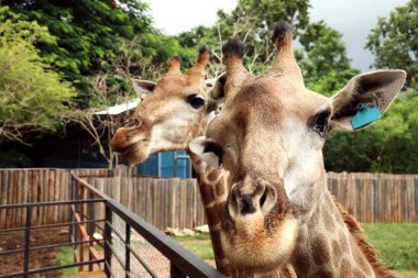 Hayvanat bahçesindeki zürafa
