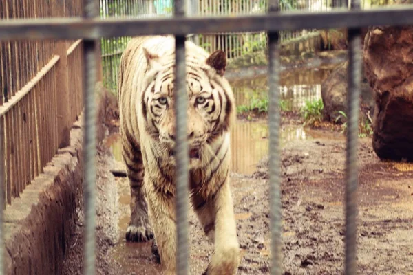 Tiger in the zoo — Stock Photo, Image