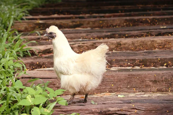 White chicken in nature