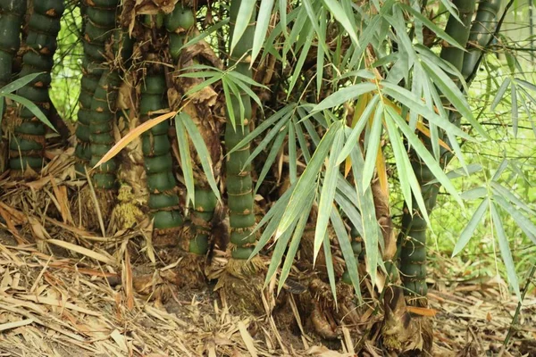 Bambusz tree a természetben — Stock Fotó