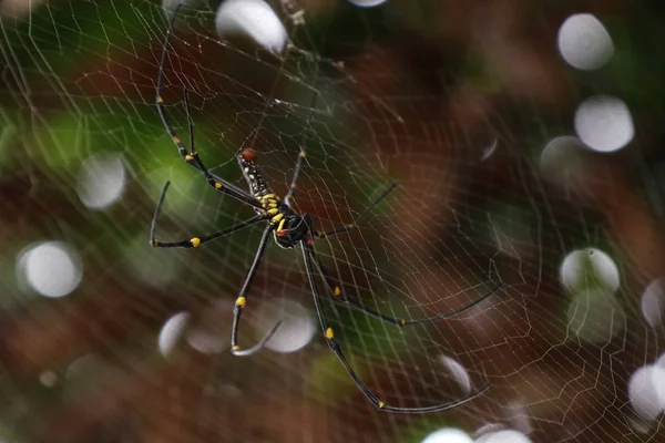 örümcek ağları doğada