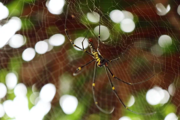 örümcek ağları doğada