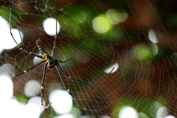 örümcek ağları doğada