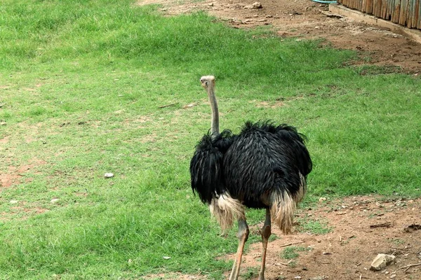 Ostrich in the zoo — Stock Photo, Image