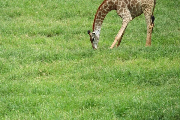 Hayvanat bahçesindeki zürafa