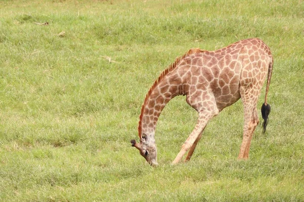 Żyrafa w zoo — Zdjęcie stockowe