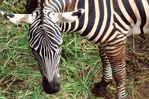 Zebra in de dierentuin — Stockfoto