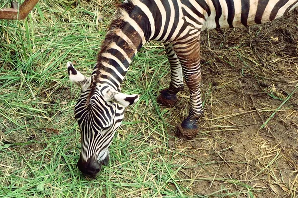 Zebra in de dierentuin — Stockfoto