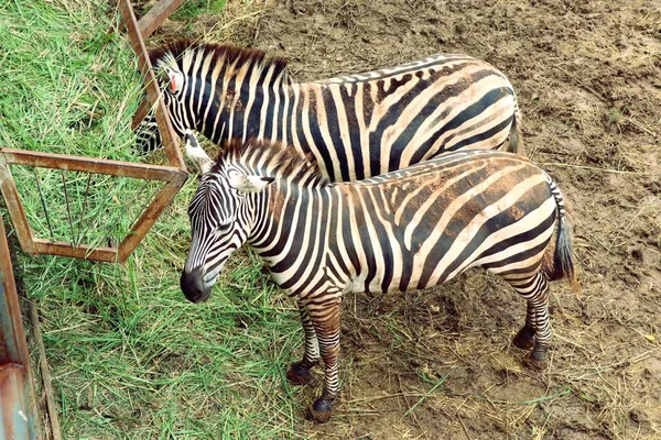 Zebra in de dierentuin — Stockfoto