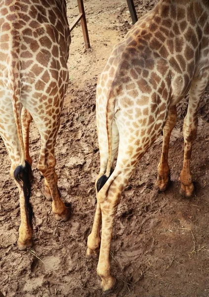 Giraffe in de dierentuin — Stockfoto