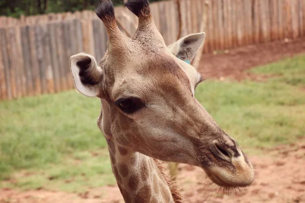 Girafa no zoológico — Fotografia de Stock