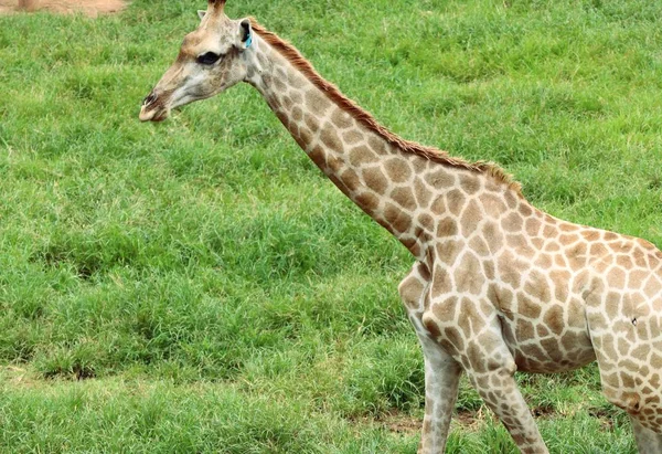 Girafa no zoológico — Fotografia de Stock