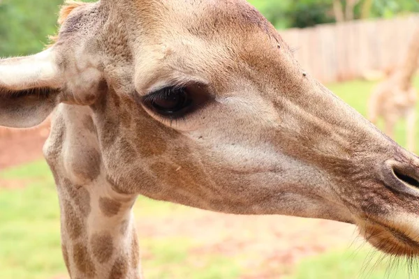 Girafa no zoológico — Fotografia de Stock