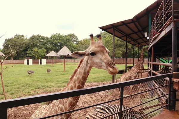 Hayvanat bahçesindeki zürafa