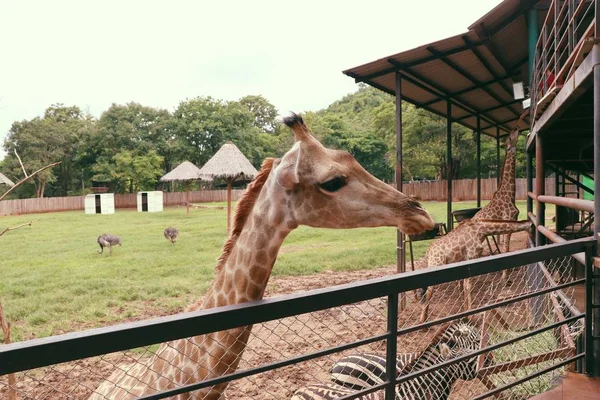 Giraffe in the zoo — Stock Photo, Image