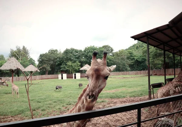 Hayvanat bahçesindeki zürafa