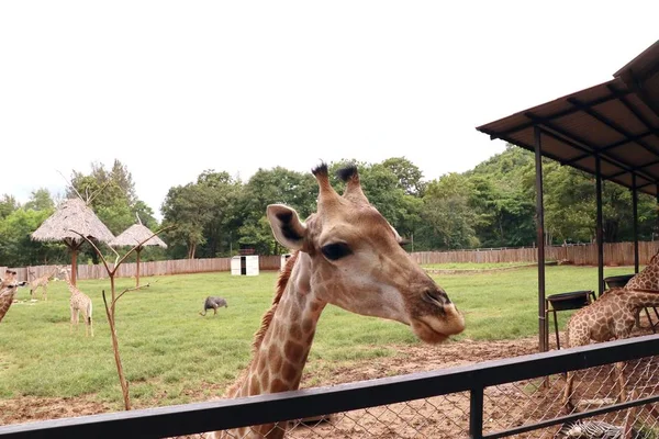 Hayvanat bahçesindeki zürafa