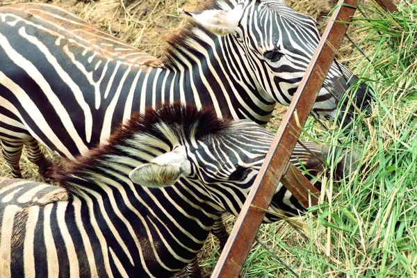 Zebra in de dierentuin — Stockfoto