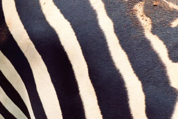 Tło Zebra w zoo — Zdjęcie stockowe