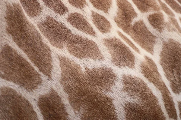 Fondo de la jirafa en zoológico —  Fotos de Stock