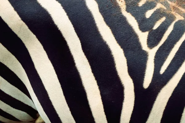 Zebra bakgrund i zoo — Stockfoto