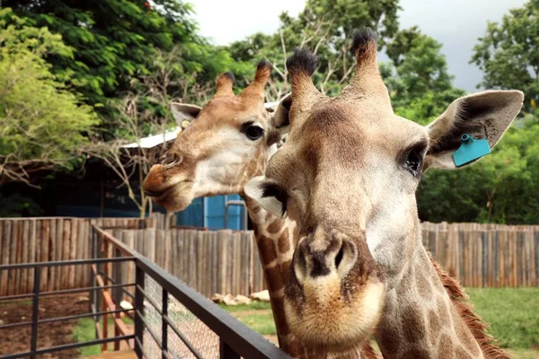 Hayvanat bahçesindeki zürafa