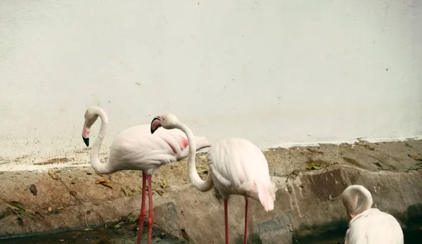 Flamingo doğada — Stok fotoğraf