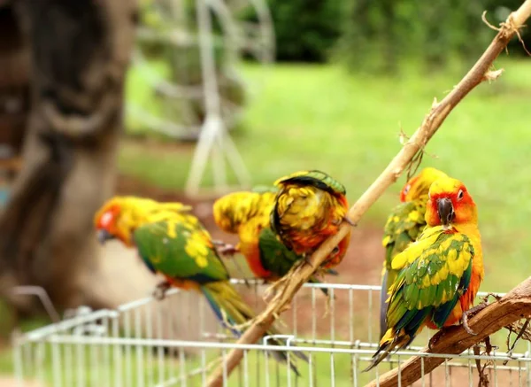 Loro colorido en la naturaleza —  Fotos de Stock