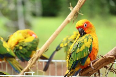 Doğada renkli papağan