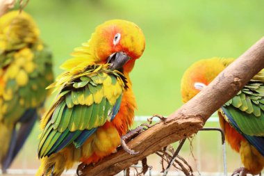 Doğada renkli papağan