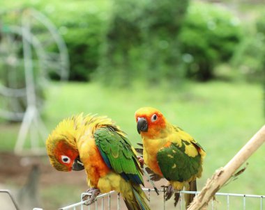 Doğada renkli papağan