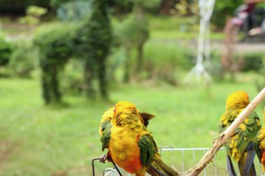 Doğada renkli papağan