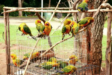 Doğada renkli papağan