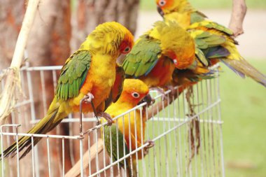 Doğada renkli papağan