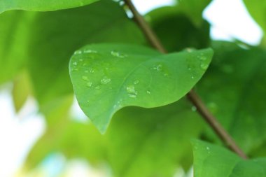 Damlalar yapraklarda