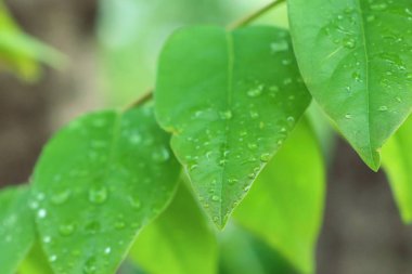 Damlalar yapraklarda