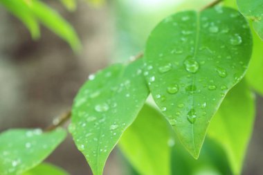 Damlalar yapraklarda