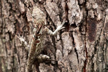 Bukalemun kertenkele doğada