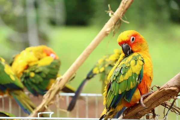 Doğada renkli papağan