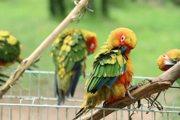 Doğada renkli papağan