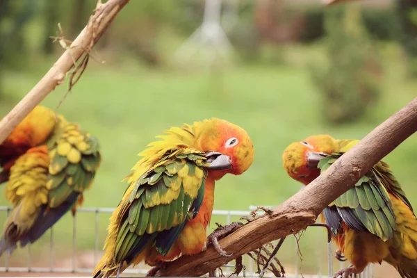 Doğada renkli papağan