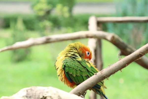 Papagaio colorido na natureza — Fotografia de Stock