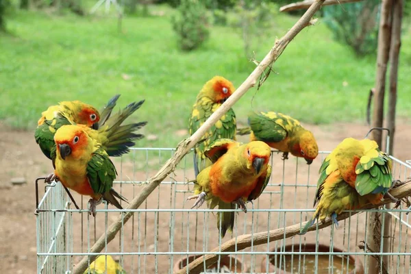 Doğada renkli papağan